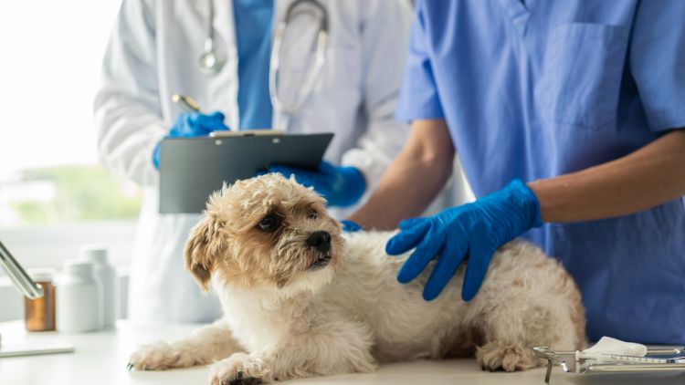 A Importância da Medicina Preventiva para a Saúde dos Pets