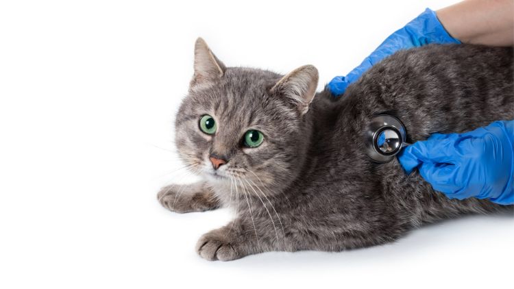 Cuidados Preventivos para Pets: O que Todo Tutor Deve Saber