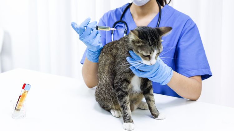 Medicina Preventiva para Pets: O Guia Completo para a Saúde do Seu Animal